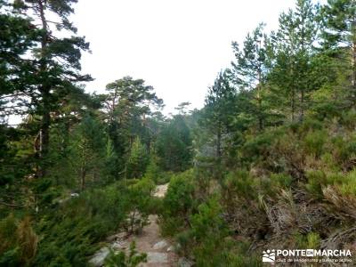 Siete Picos:Senda Herreros,Camino Schmid(Schmidt); senderismo en la sierra de madrid;equipo senderis